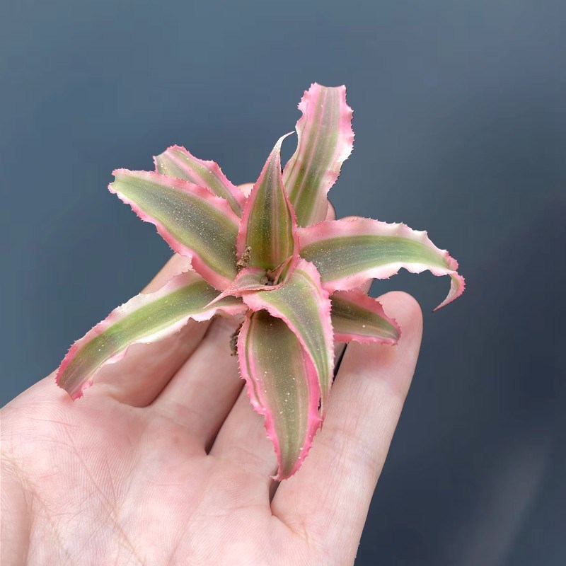 姬凤梨 阳台室内盆栽 水陆缸造景 空气净化 雨林缸 室外假山植物