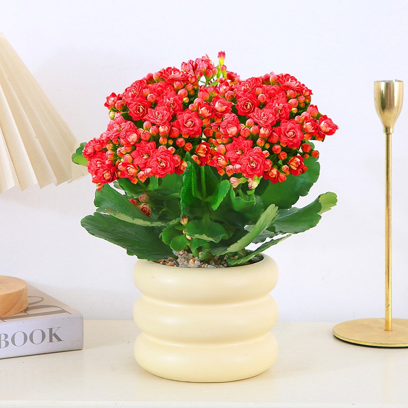 花盆栽室内开花花卉重瓣大花苗盆栽桌摆观花植物