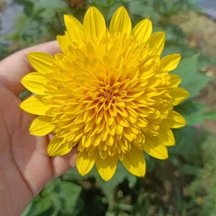 特好种 大重瓣宿根向日葵 耐寒耐热 花开一夏 包邮