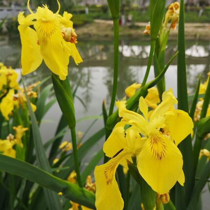 黄菖蒲被苗水生花卉多年生宿绿花卉岸边栽植工程绿化地花根植景观