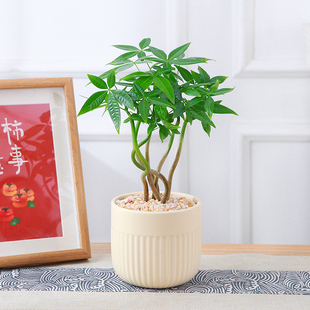 发财植盆栽趣味小绿树招公室桌面办财树四季观叶绿植奇趣发财树