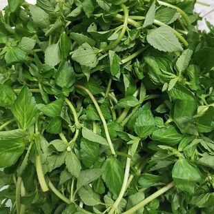 云南德宏特产新鲜蔬菜 水香菜 水薄荷野菜傣族香菜傣味香嫩麻章那