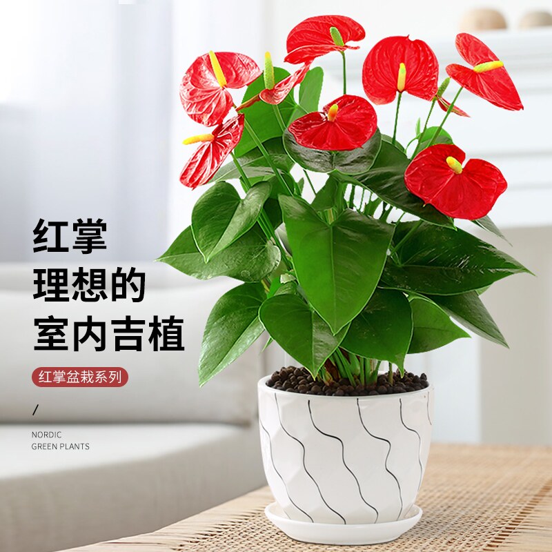 红掌盆栽客厅水培水养花卉植物内鸿运当头白掌一帆风顺绿植