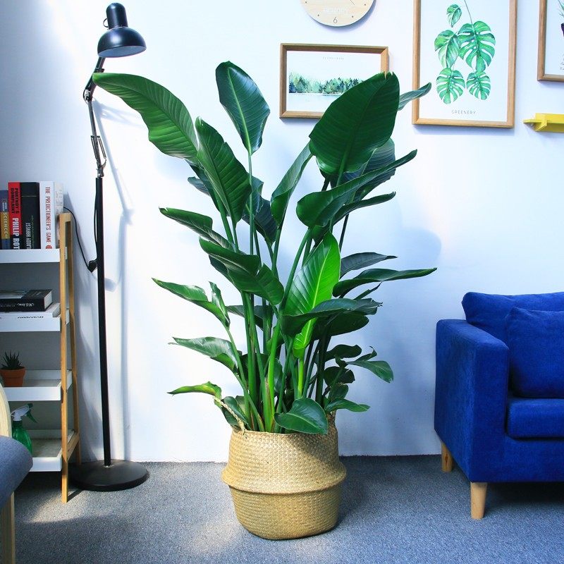 鸟大盆栽鹤望兰客厅冬季花卉室内除甲醛植物观花耐寒四季绿植,鲜花速递/花卉仿真/绿植园艺,绿植,淘宝优惠券,粉丝福利购,淘宝优惠卷