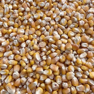 鸽粮玉米粒鸽子饲料信观赏鸽鸽子粮鸡鸭鹅鱼饵鸟食玉米 斤