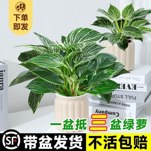 铂金钻盆栽纯水培植物绿萝高端室内花卉好养绿植曼绿绒四季 开花禄