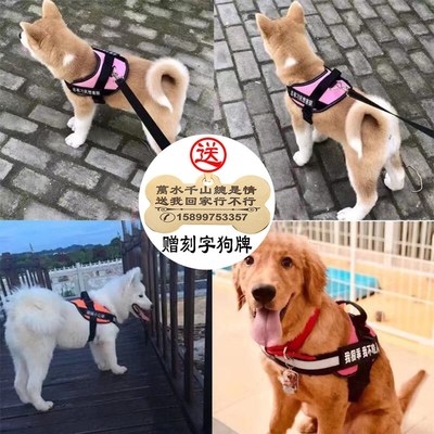 狗狗牵引绳中大型犬胸背带金毛狗链哈士奇萨摩耶外出狗牌定制刻字