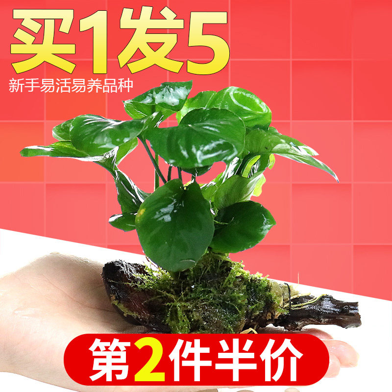 鱼缸里的绿植 水养鱼缸里面的真水草养小乌龟的石头 水草植物懒人