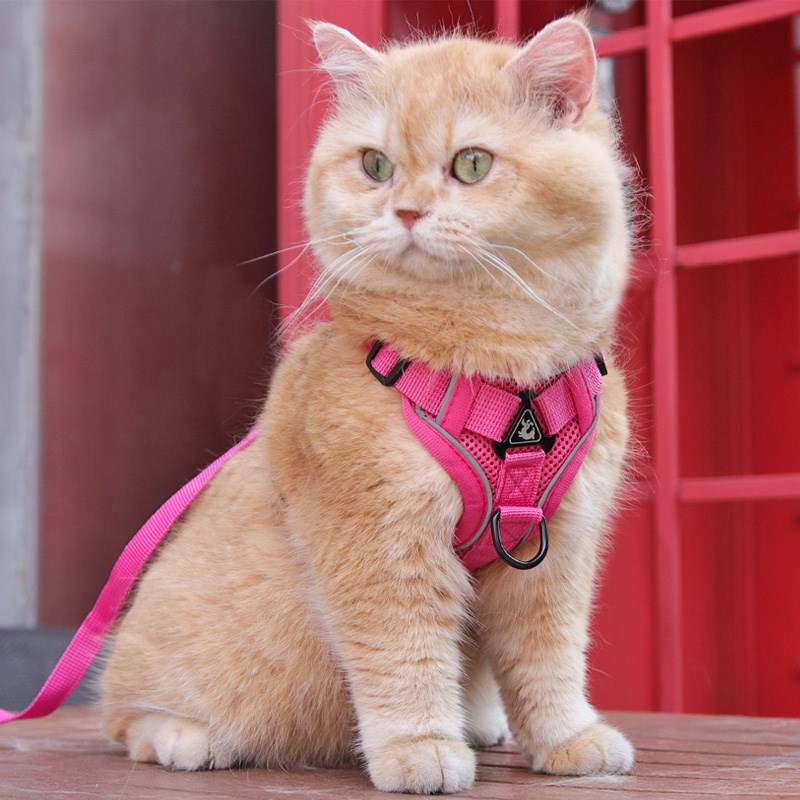 猫咪牵引绳防挣脱外出溜猫绳宠物背带链子可调节遛猫神器反光