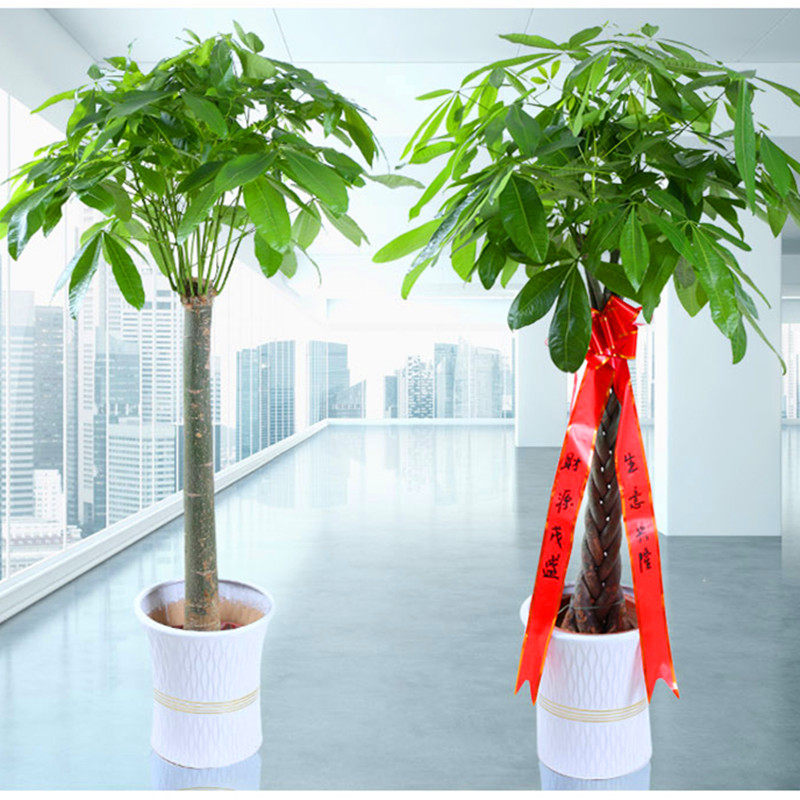 发财树苗盆栽大小客厅绿植室内辩子独干招财四季常青净化空气花卉