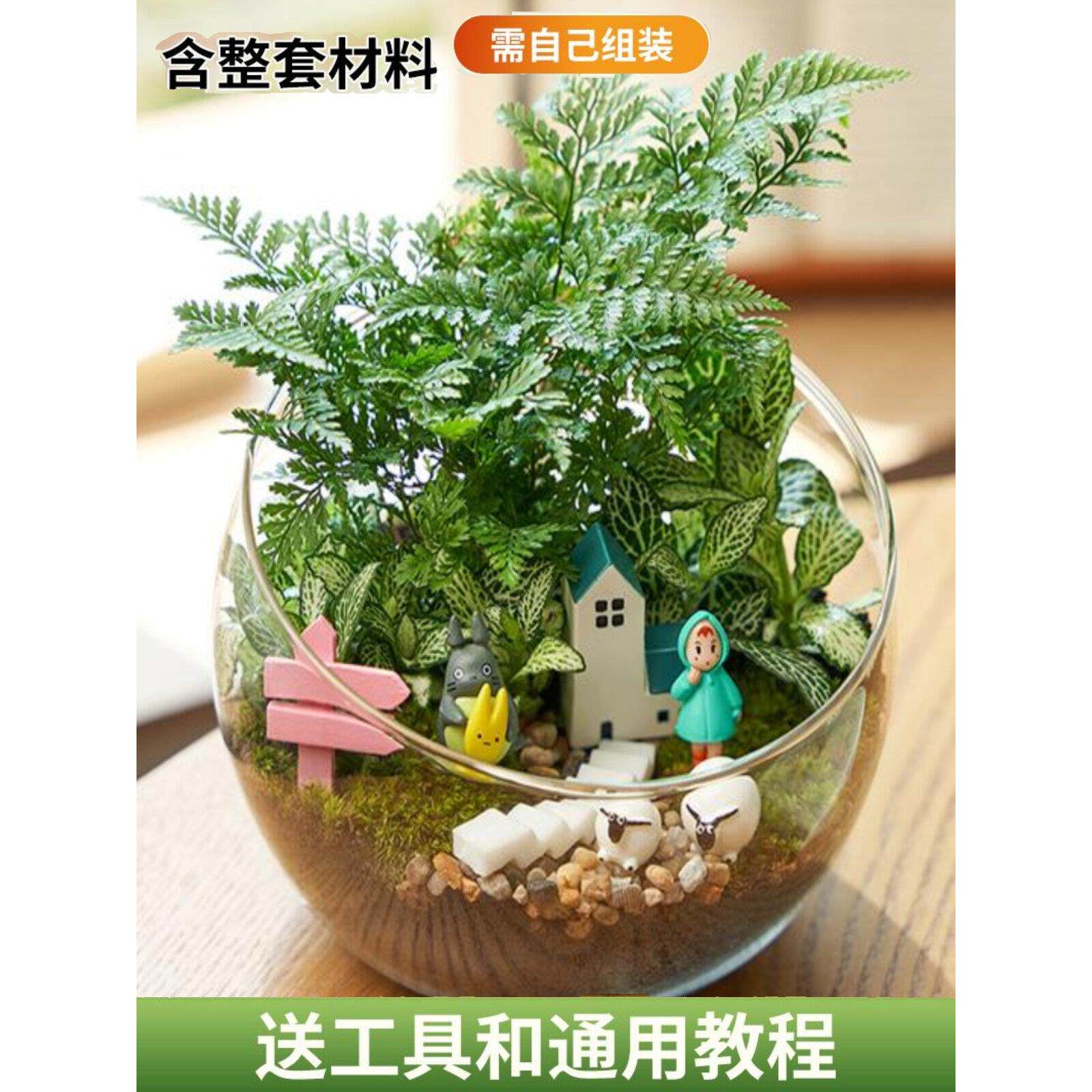 切口13.5cm微景观diy材料包多肉创意玻璃生态瓶子摆件礼品物套装