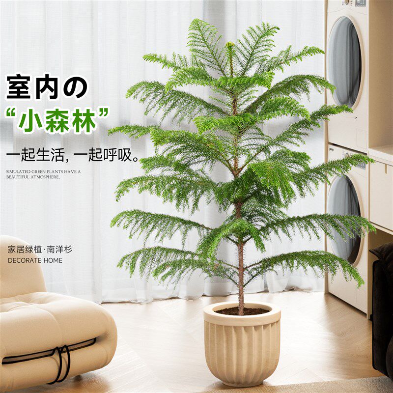 南洋杉盆栽盆活氛围感澳洲杉树节日四季常青型大绿植室内易景装饰