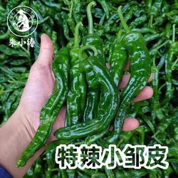 特辣会龙辣椒小邹皮农家自种现摘现发薄皮辣椒特辣邹皮新鲜