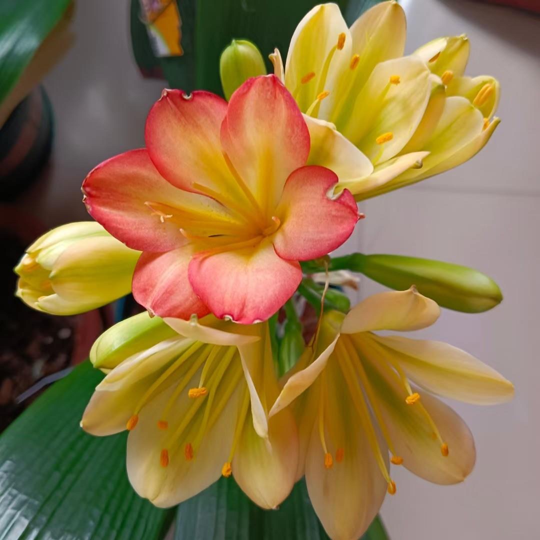 蝶恋花多色套色君子兰豆芽苗,此超连结君子兰苗