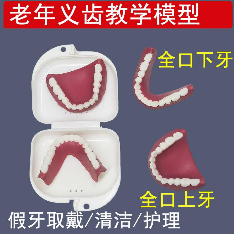 老年人假牙义齿模型清洁护理 义齿取下穿戴示范义齿刷清洁套装
