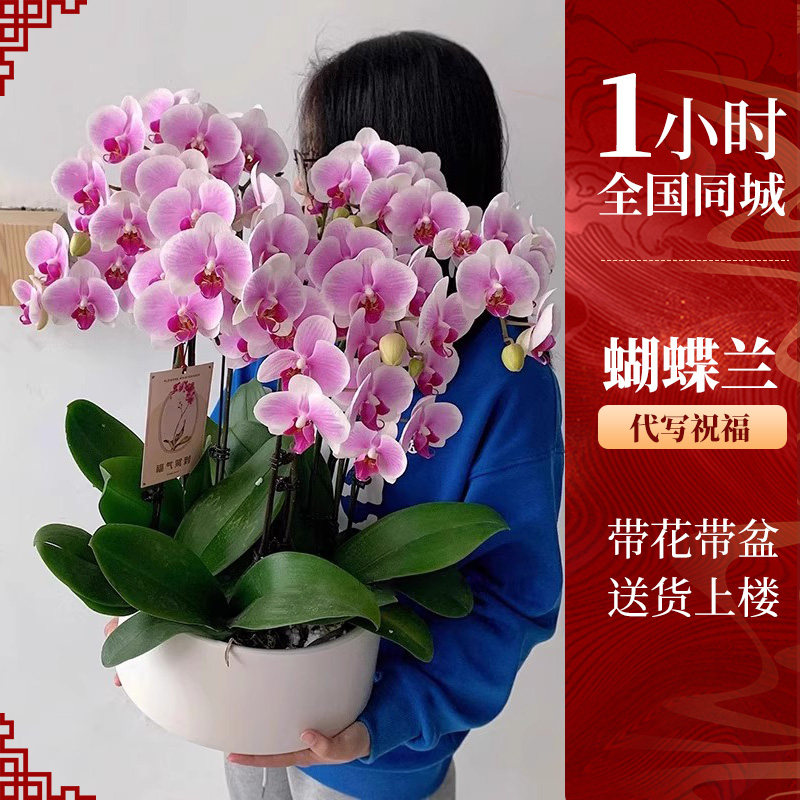 广州蝴蝶兰盆栽带真鲜花速递同城上海北京年宵花开业乔迁花卉杭州