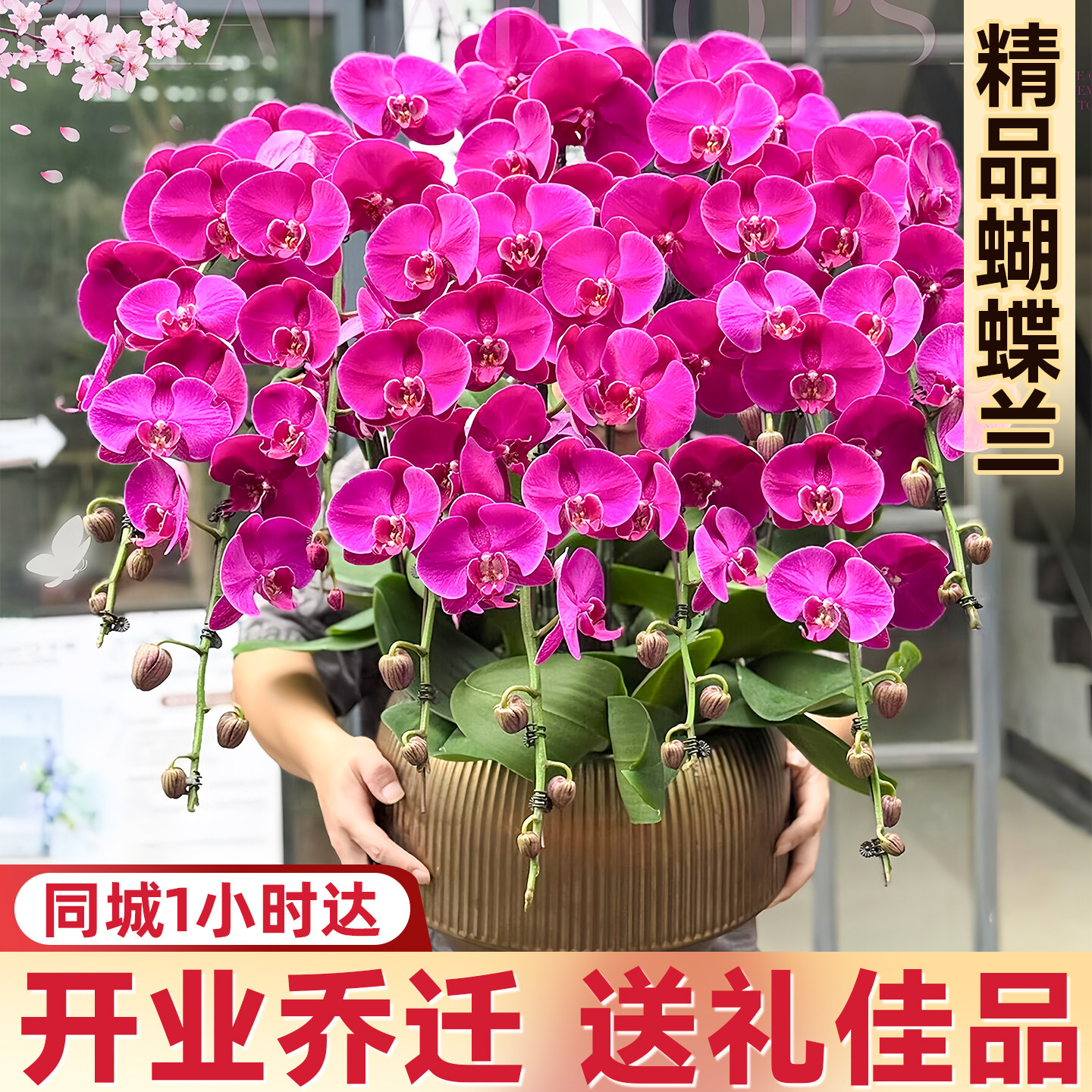 蝴蝶兰盆栽带真鲜花速递同城上海北京年宵花开业乔迁花卉广州杭州