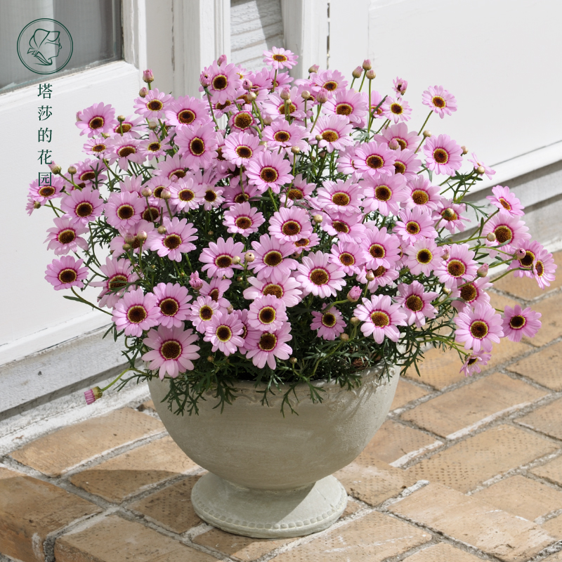塔莎的花园 玛格丽特盆栽花苗糖果粉巨人玛格丽特花庭院阳台菊科