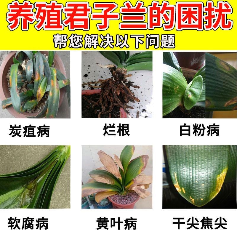 君子兰肥料黄叶病黄叶黑斑软腐防叶斑病烂根枯叶营养液