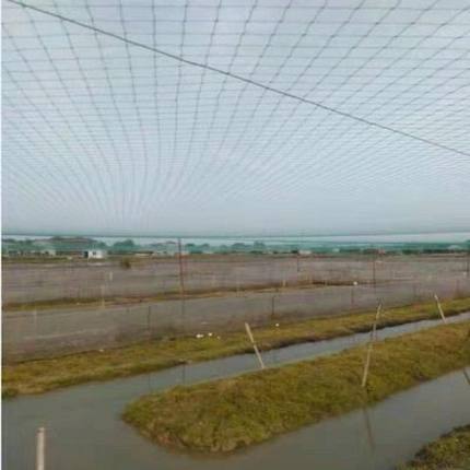 防鸟网枸杞樱桃网葡萄果树果园防鸟天网泥鳅鱼塘防护尼龙网栅栏
