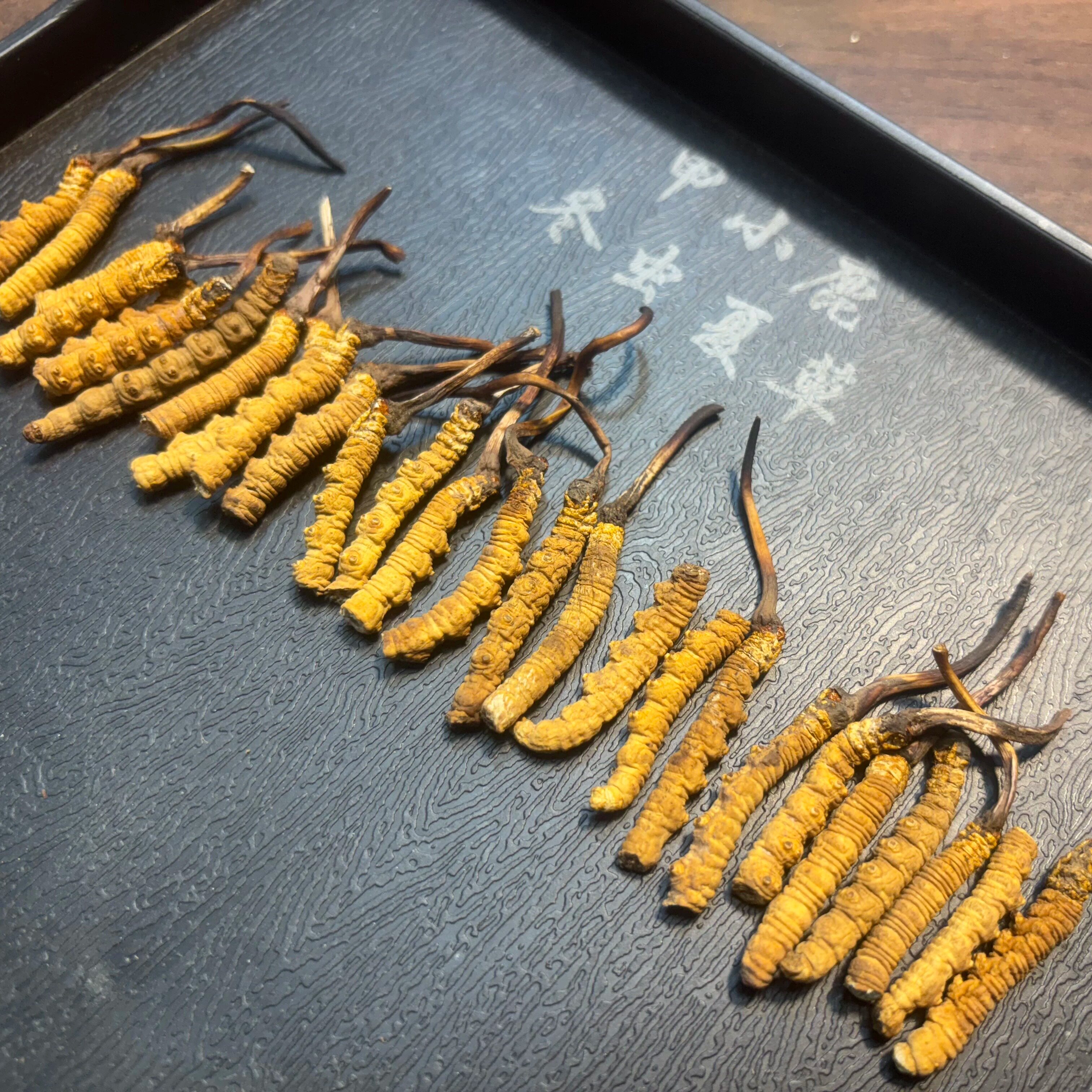 【精品大断】新鲜高海拔野生冬虫夏草
