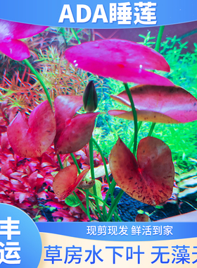 ada睡莲红色 稀有水草中后景无需二氧化碳高端阴性植物鱼缸套餐景