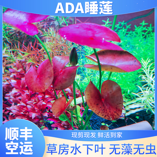 ada睡莲红色 稀有水草中后景无需二氧化碳高端阴性植物鱼缸套餐景