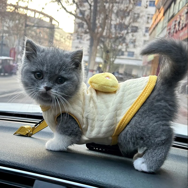 奶猫奶狗小号背心猫咪衣服幼猫睡衣宠物狗狗泰迪比熊秋冬季保暖