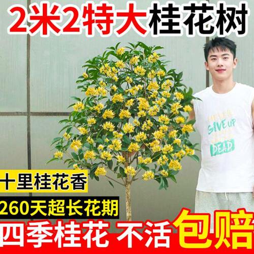 桂花树苗地栽四季常青桂花树金桂丹桂大树苗庭院植物十大名贵树