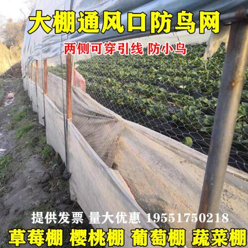 草莓大棚防鸟网葡萄天沟通风口防鸟用的网西瓜棚口防鸟樱桃棚防鸟
