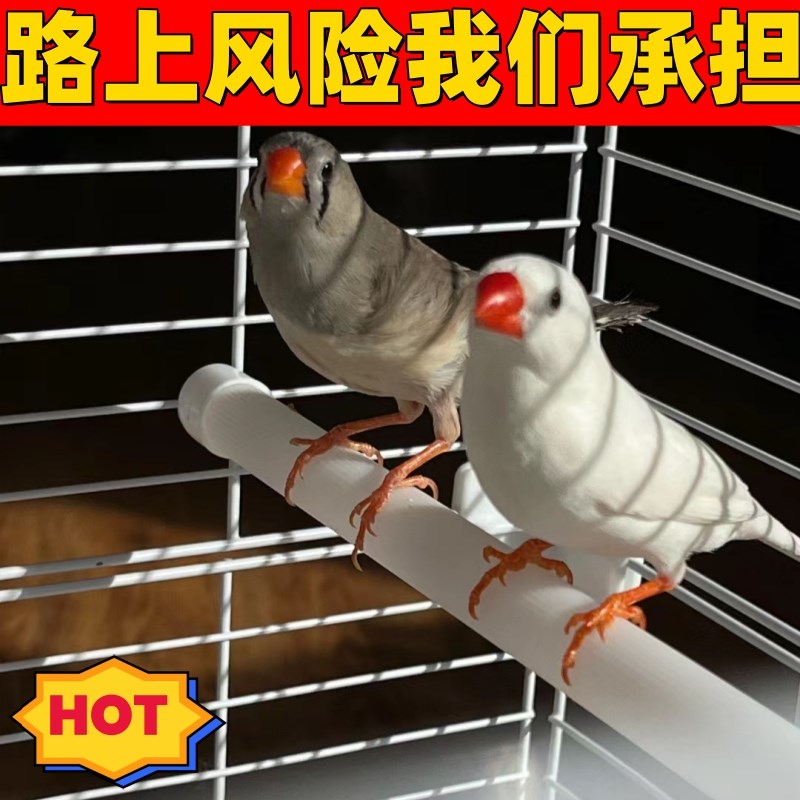 珍珠鸟一对家养鸟宠物鸟灰色白色珍D珠鸟小珍珠鸟一对可繁殖观赏