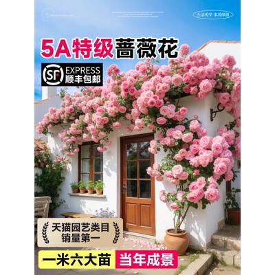 蔷薇花苗藤本月季花树大苗庭院爬藤植物阳台花卉爬墙玫瑰耐寒盆栽