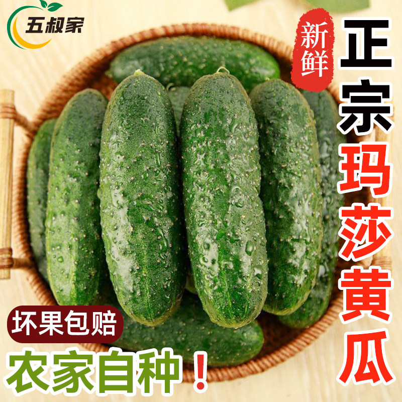 水果玛莎小黄瓜新鲜生吃现摘正宗清甜脆口当季整箱农家自种果蔬菜