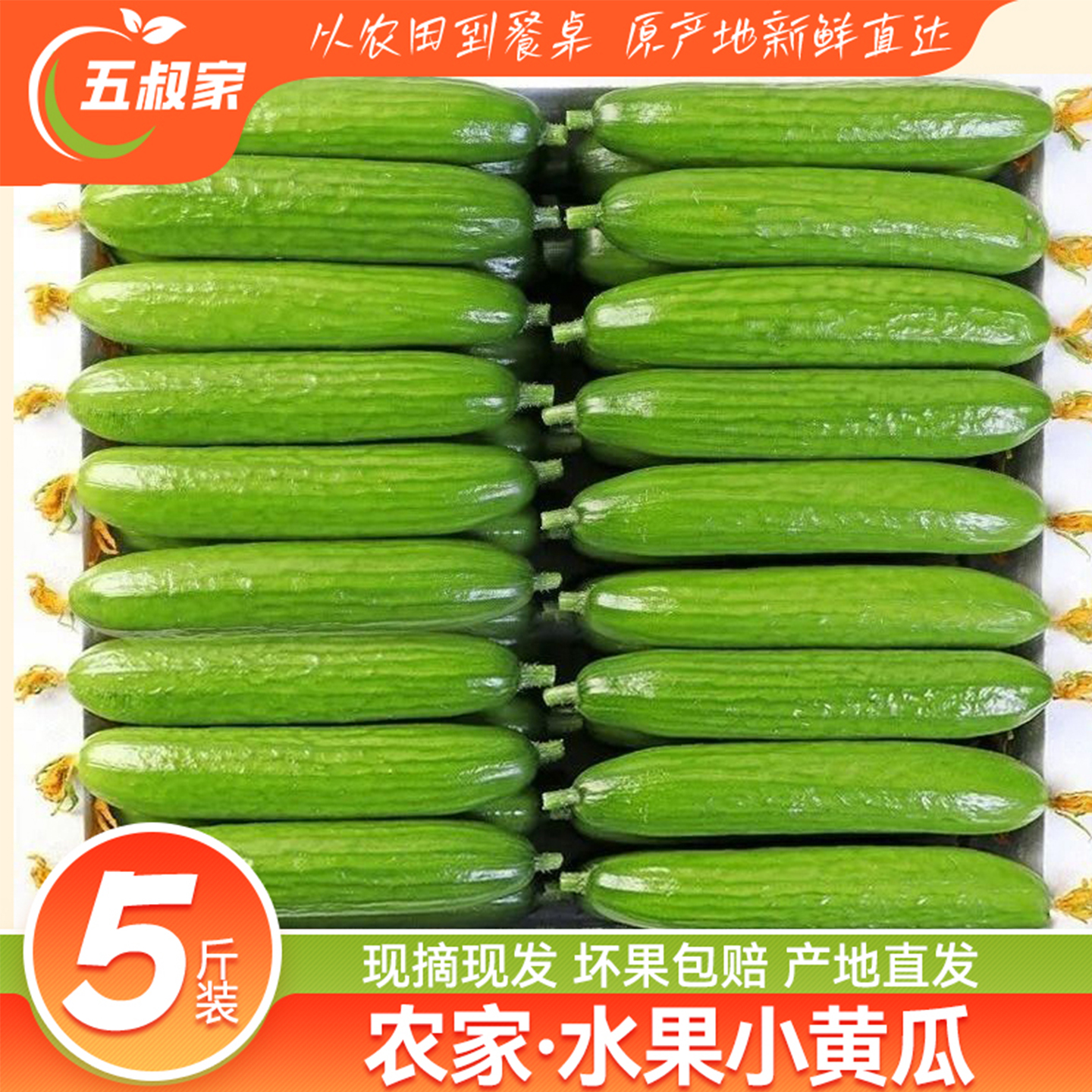新鲜水果黄瓜生吃5斤当季农家自种现摘无刺脆小青瓜代餐低脂蔬菜3