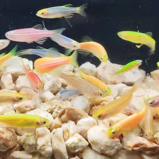 斑马鱼不怕冷鱼小金鱼耐冷红斑马荧光绿斑马鱼好养耐活淡水观赏鱼