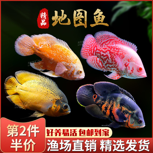 黑白地图鱼猪仔花猪发财鱼鹦鹉罗汉鱼风水鱼中大型淡水热带观赏鱼