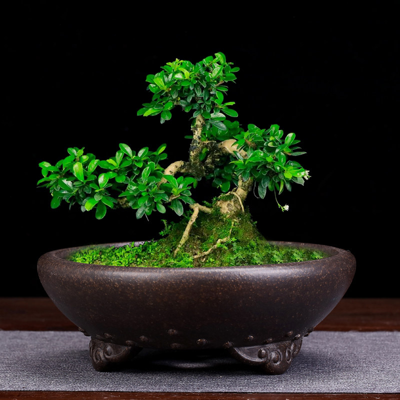 紫砂粗陶花盆仿古老桩多肉菖蒲兰草盆景古典创意陶瓷家用室内包邮