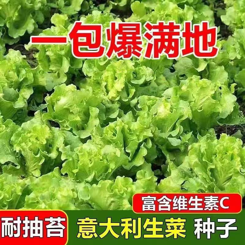 意大利生菜种子耐抽苔富含维生素C春秋播蔬菜种子一包爆满地