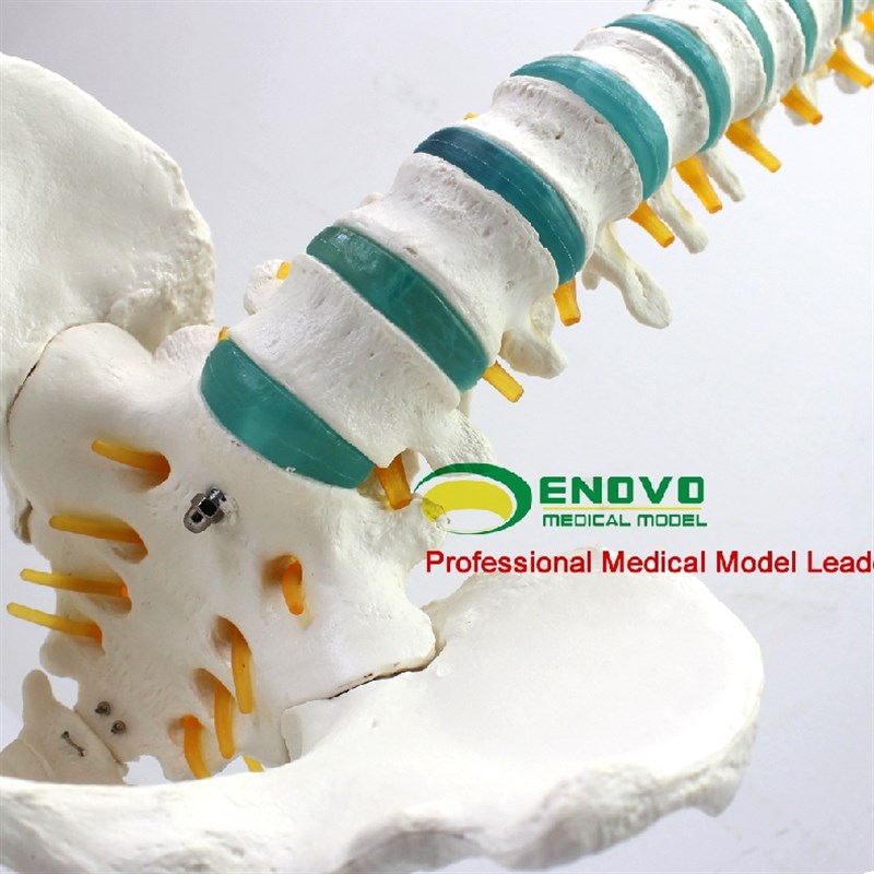 ENOVO颐诺医学人体脊柱模型 脊椎骨盆颈椎胸椎腰椎整骨科骨骼模型