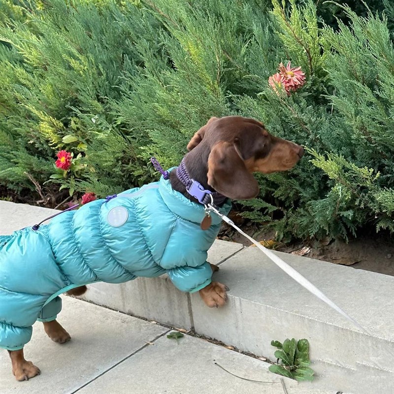 腊肠犬衣服小狗狗棉服泰迪肠仔宠物秋冬装冬天穿猫咪保暖棉衣