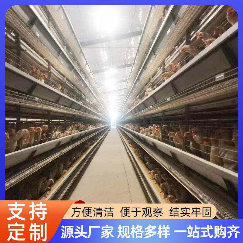 自动化鸡笼育雏笼加粗养殖加密大层叠镀锌丝多层养殖设备畜牧设备