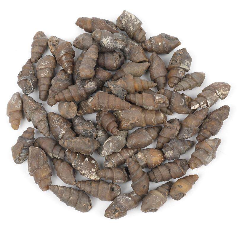 天然海洋动植物化石玛瑙色螺丝化石标本材料博物馆自然科普教学