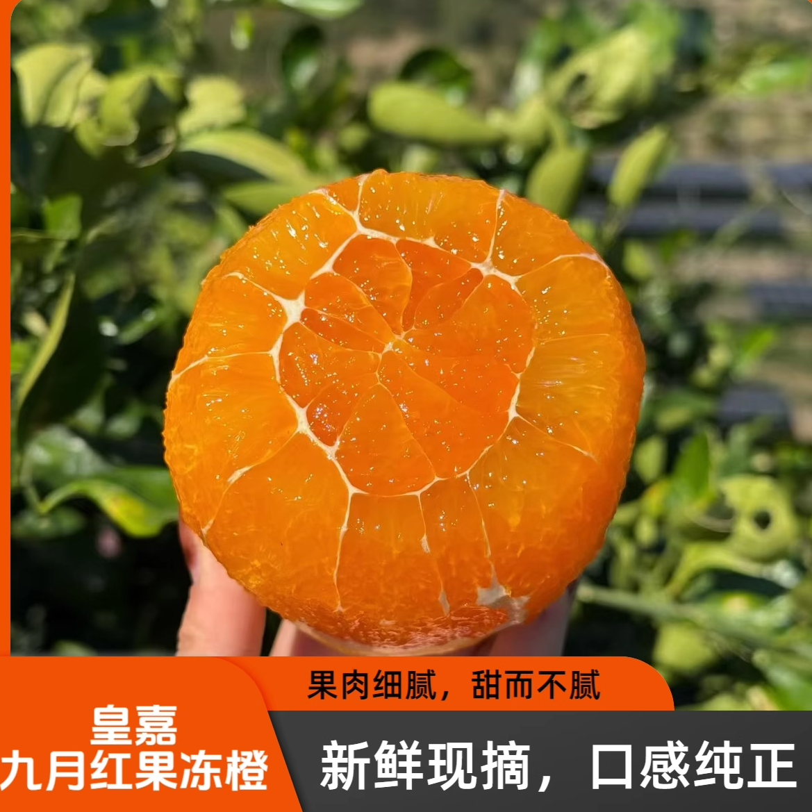 王源演唱会橙子九月红果冻橙皇嘉