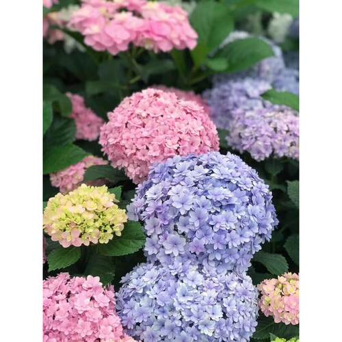 多年生耐寒花卉大花绣球花苗带花苞盆栽阳台别墅花园庭院花境植物