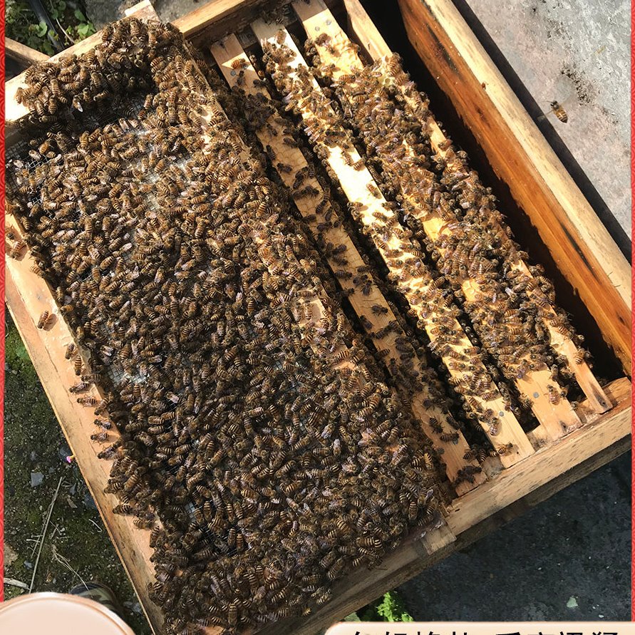 蜜蜂蜂群优质中蜂中华蜂养殖带阿坝新开产蜂王带箱带子脾中蜂活群