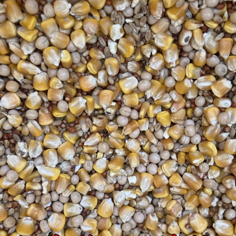 5斤装有玉米鸽粮赛飞营养饲料鸟食信鸽观赏鸽肉鸽粮鸽子食