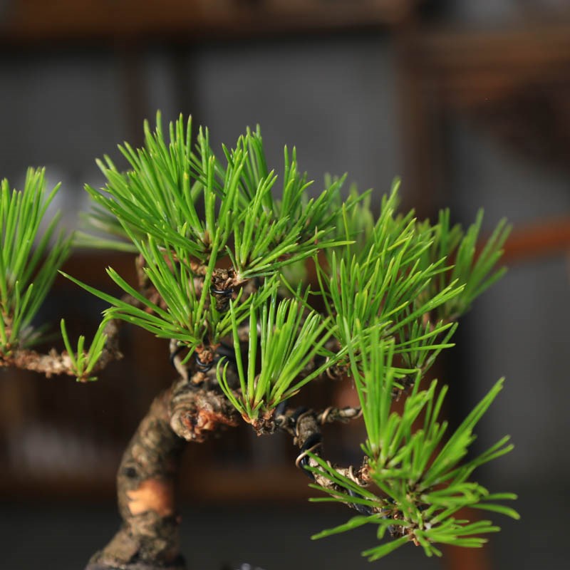 黑松矮霸造型盆景老桩好养四季常青办公室茶桌摆件掌中宝小盆栽