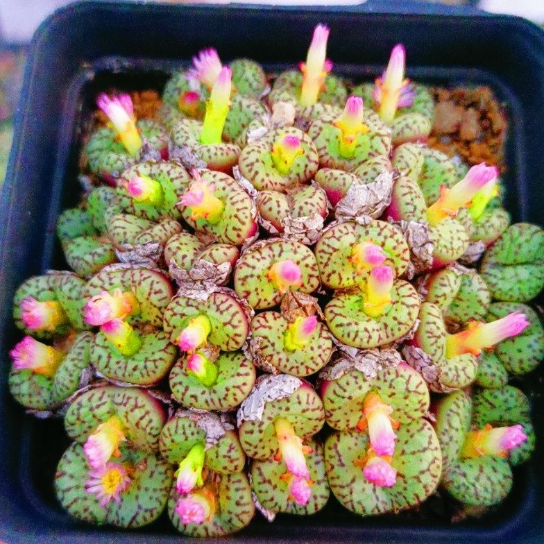 安贞肉锥多肉植物稀有贵货 番杏 生石花 屁股花 PP花新手好养包邮