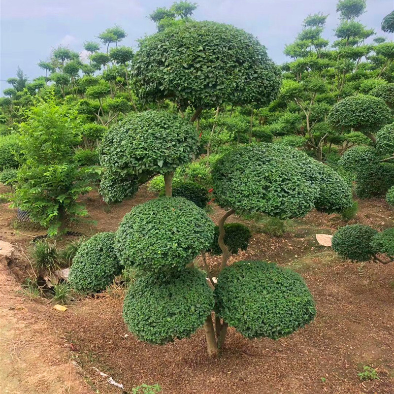 小叶女贞造型树大型室外盆景桩球形园G林景观绿化植物庭院别墅造