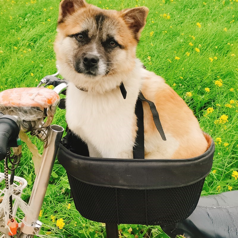 电动车宠物座椅电动车宠物车筐高景观滑板车猫咪篮子带狗神器